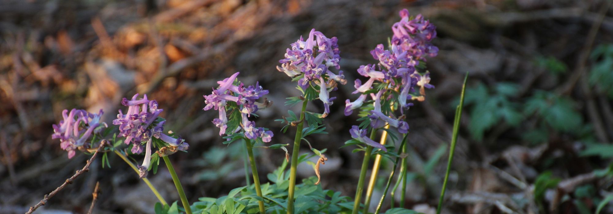 Corydalis bulbose: piantagione, coltivazione, cura