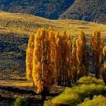Pioppo - Populus: piantare, coltivare e curare