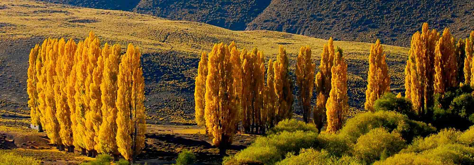 Pioppo - Populus: piantare, coltivare e curare