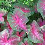 **Caladium, Orecchio di elefante: piantare e coltivare**