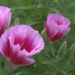 **Godetia: semina, coltivazione e cura**

Scopri tutto ciò che devi sapere per coltivare con successo la Godetia, una pianta annuale apprezzata per i suoi fiori colorati e la facilità di coltivazione. Dalla semina alla cura quotidiana, ti guideremo passo dopo passo per ottenere una fioritura rigogliosa nel tuo giardino o balcone.