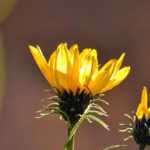 Grindelia: Piantagione, coltivazione e cura