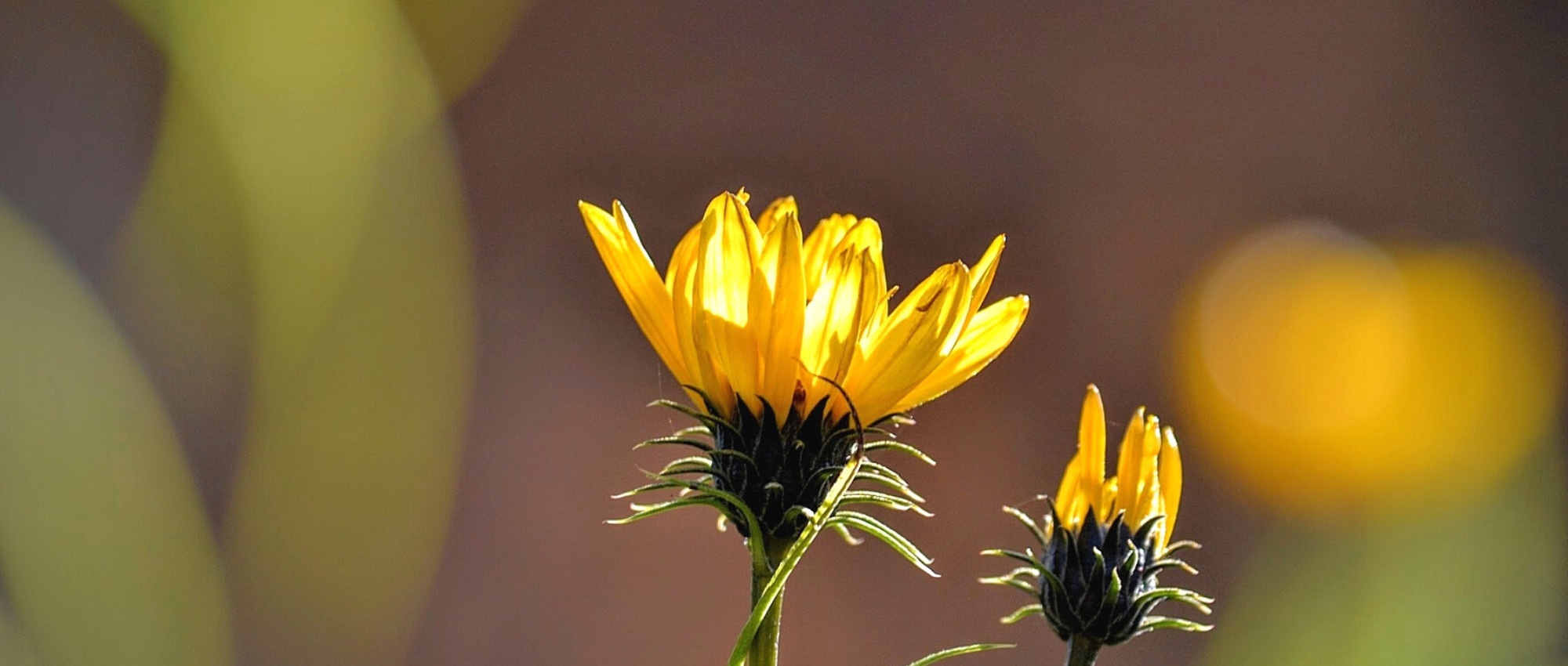 Grindelia: Piantagione, coltivazione e cura