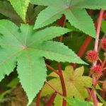 **Ricino comune: piantagione, semina, coltivazione**
