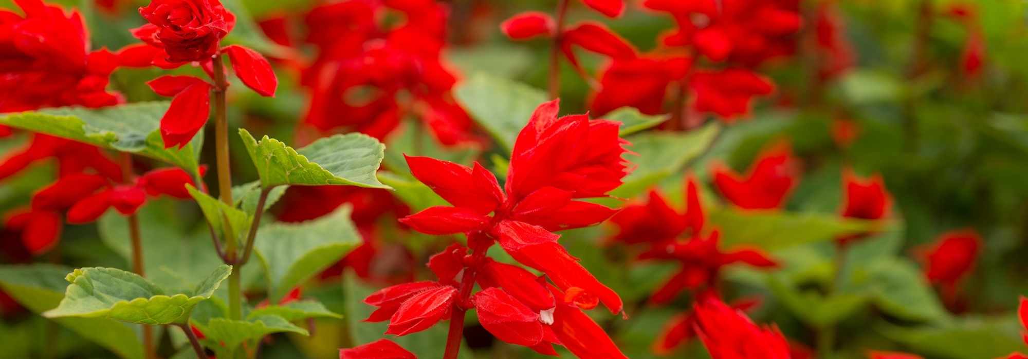 Salvie annuali: piantagione, semina, cura