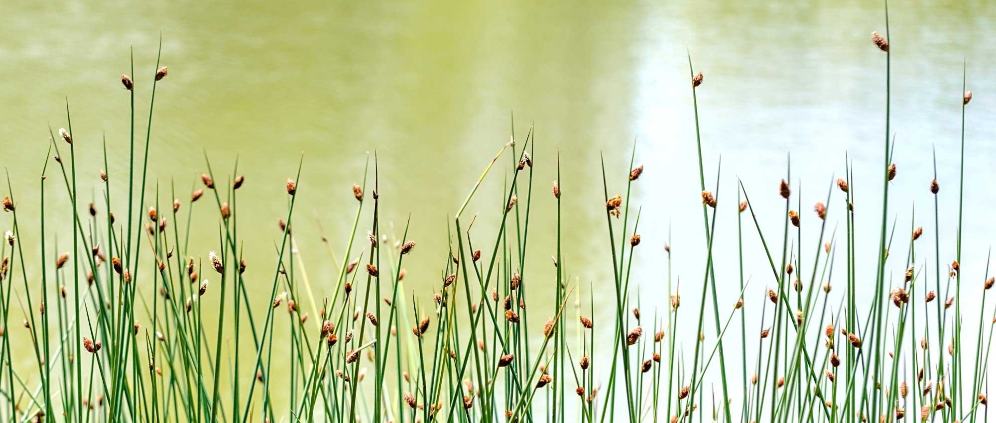 **Scirpus : Pianta, coltivazione e cura**

Lo Scirpus è una pianta acquatica o palustre apprezzata per il suo fogliame decorativo e la sua adattabilità a diversi ambienti umidi. Ecco una guida completa per piantare, coltivare e prenderti cura di questa pianta affascinante.

### **Piantare lo Scirpus**

1. **Scelta del luogo**:
   - Lo Scirpus prospera in zone umide, come bordi di stagni, paludi o terreni costantemente bagnati.
   - Preferisce un'esposizione al sole pieno o a mezz'ombra.

2. **Preparazione del terreno**:
   - Il terreno deve essere ricco di sostanza organica e ben drenato, ma sempre umido.
   - Se piantato in vaso, utilizza un substrato specifico per piante acquatiche.

3. **Piantagione**:
   - Pianta i rizomi o le piantine in primavera o in autunno.
   - Mantieni una distanza di circa 30-50 cm tra le piante per permettere una crescita ottimale.

### **Coltivazione**

1. **Irrigazione**:
   - Assicurati che il terreno rimanga sempre umido. Se coltivato in acqua, la profondità ideale è di 5-10 cm.

2. **Concimazione**:
   - Applica un fertilizzante bilanciato in primavera per favorire una crescita vigorosa.

3. **Manutenzione**:
   - Rimuovi le foglie morte o danneggiate per mantenere la pianta sana.
   - In inverno, proteggi le piante dal gelo se necessario, soprattutto nelle regioni più fredde.

### **Cura**

1. **Controllo delle infestanti**:
   - Tieni sotto controllo le erbacce intorno alla pianta per evitare competizione per nutrienti e acqua.

2. **Divisione dei cespi**:
   - Ogni 2-3 anni, dividi i cespi per evitare un affollamento eccessivo e stimolare una nuova crescita.

3. **Parassiti e malattie**:
   - Lo Scirpus è generalmente resistente, ma può essere attaccato da afidi o funghi in condizioni di umidità eccessiva. Tratta con prodotti naturali o specifici se necessario.

### **Conclusione**

Lo Scirpus è una pianta versatile e di facile manutenzione, perfetta per abbellire zone umide del giardino o per creare un angolo naturale intorno a uno stagno. Seguendo questi semplici consigli, potrai goderti la sua bellezza per molti anni. Buon giardinaggio!