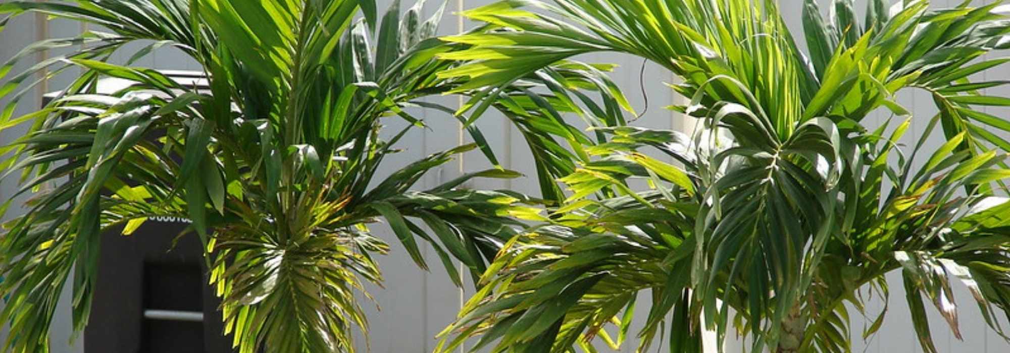 **Veitchia (Adonidia) : piantagione, coltivazione, cura**