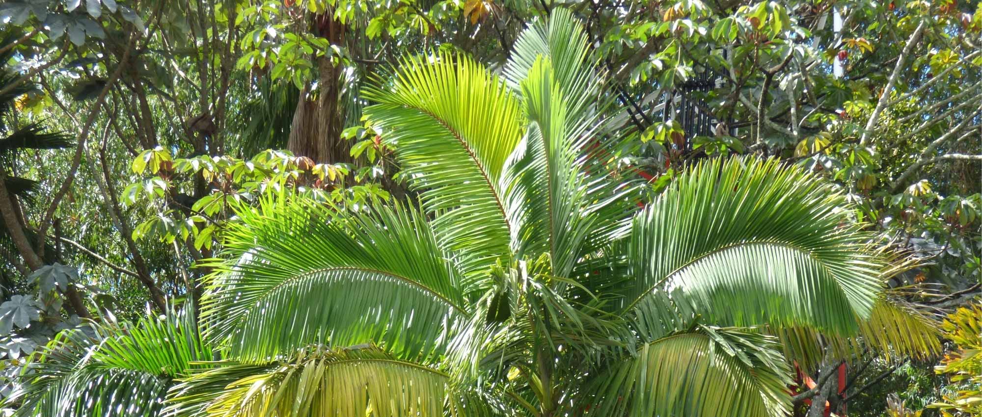 **Archontophoenix : piantare, coltivare e curare**