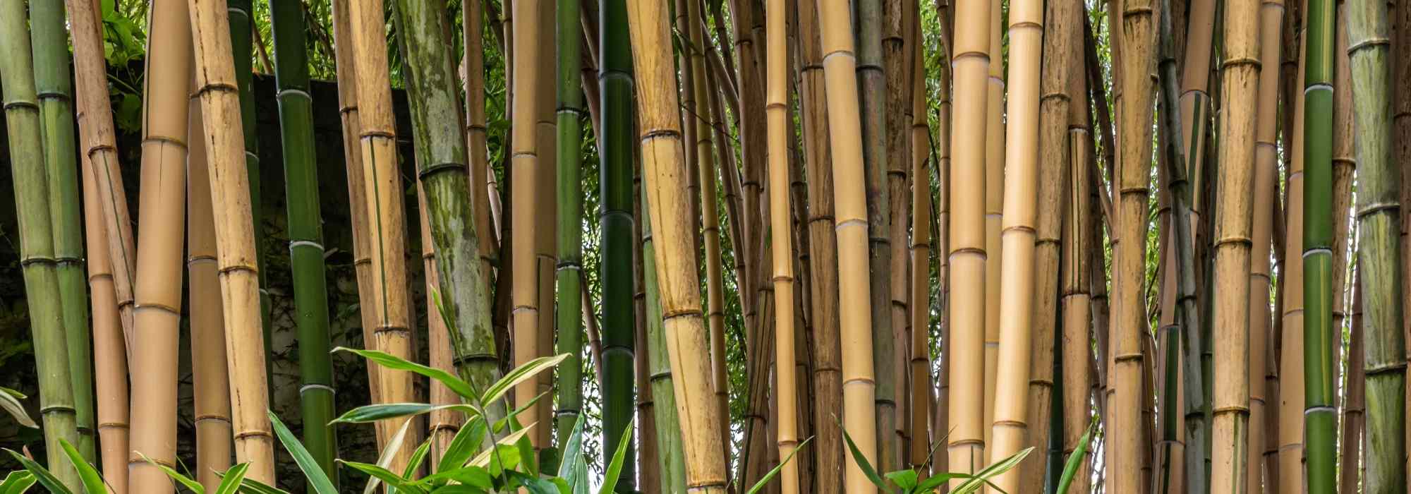 Bambusa - Bambù: piantare e coltivare