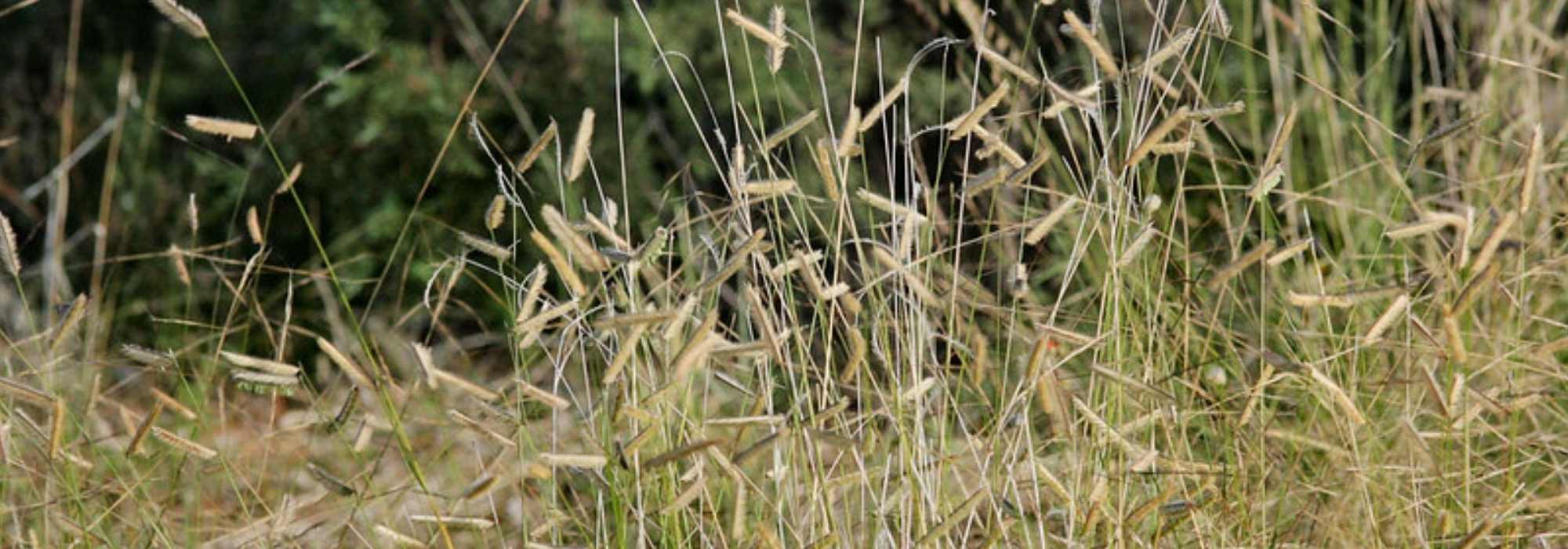 **Bouteloua, boutelou : piantagione, coltivazione, cura**  

Il **Bouteloua**, comunemente noto come **boutelou**, è una graminacea ornamentale apprezzata per la sua eleganza e resistenza. Originaria delle praterie nordamericane, questa pianta è perfetta per giardini naturali, bordure e paesaggi xerici. Scopri come piantare, coltivare e prenderti cura del Bouteloua per godere della sua bellezza tutto l'anno.  

### **Piantagione del Bouteloua**  
1. **Periodo ideale**: Piantalo in primavera o in autunno, quando le temperature sono miti.  
2. **Posizione**: Scegli un luogo soleggiato, poiché il Bouteloua ama la luce diretta.  
3. **Terreno**: Predilige terreni ben drenati, anche poveri o sabbiosi. Evita i ristagni d'acqua.  
4. **Distanza tra le piante**: Lascia circa 30-40 cm tra una pianta e l'altra per favorire una crescita armoniosa.  

### **Coltivazione**  
- **Irrigazione**: Moderata, soprattutto dopo la piantagione. Una volta stabilizzata, resiste bene alla siccità.  
- **Concimazione**: Non necessaria, ma un apporto leggero di compost in primavera può favorire la crescita.  
- **Potatura**: Taglia i culmi secchi alla base in primavera per stimolare la ripresa vegetativa.  

### **Cura e manutenzione**  
- **Resistenza**: Tollera bene il caldo e il freddo moderato.  
- **Malattie e parassiti**: Generalmente resistente, ma controlla eventuali attacchi di afidi.  
- **Propagazione**: Si riproduce facilmente per divisione dei cespi in primavera.  

Il Bouteloua è una scelta eccellente per chi cerca una pianta ornamentale facile da coltivare e dall'aspetto naturale. Con poche cure, regalerà movimento e grazia al tuo giardino!