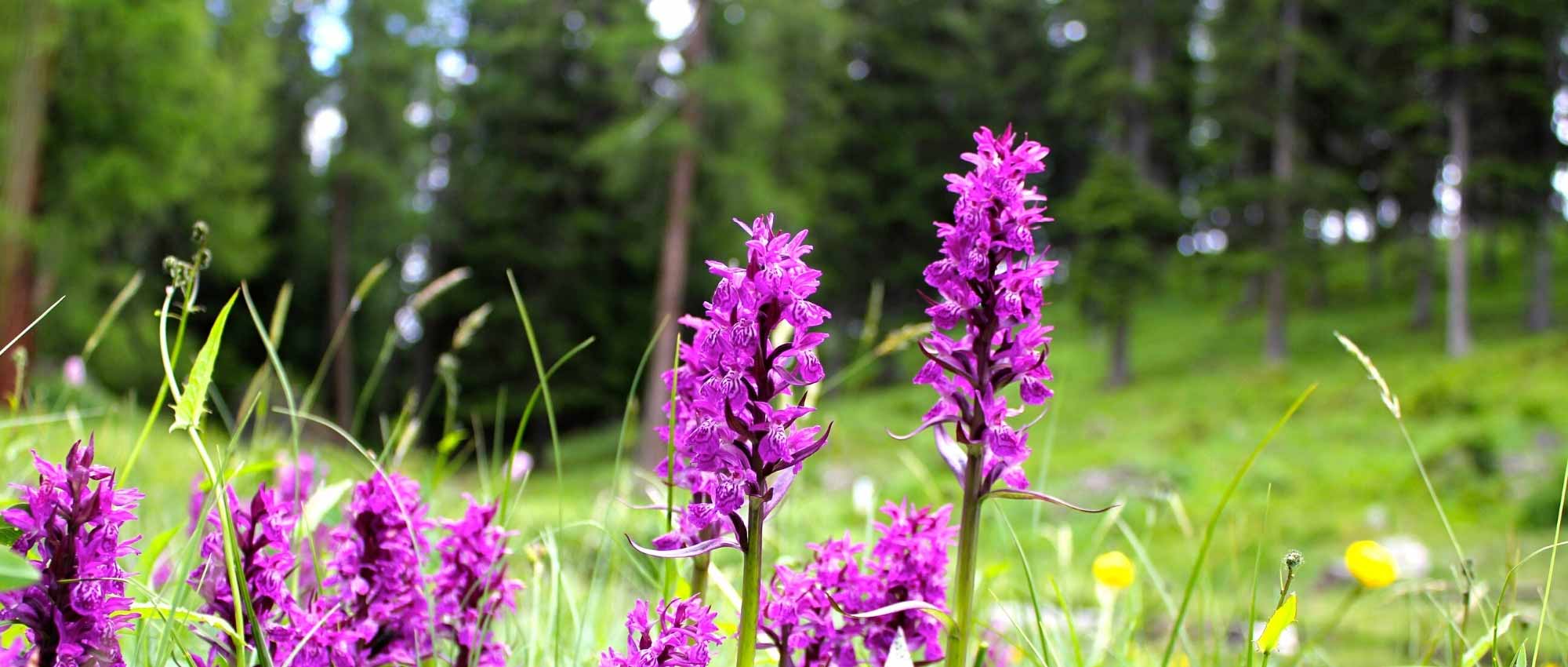 Dactylorhiza: piantagione, coltivazione e cura