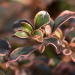 Coprosma, Pianta-specchio: piantagione, coltivazione