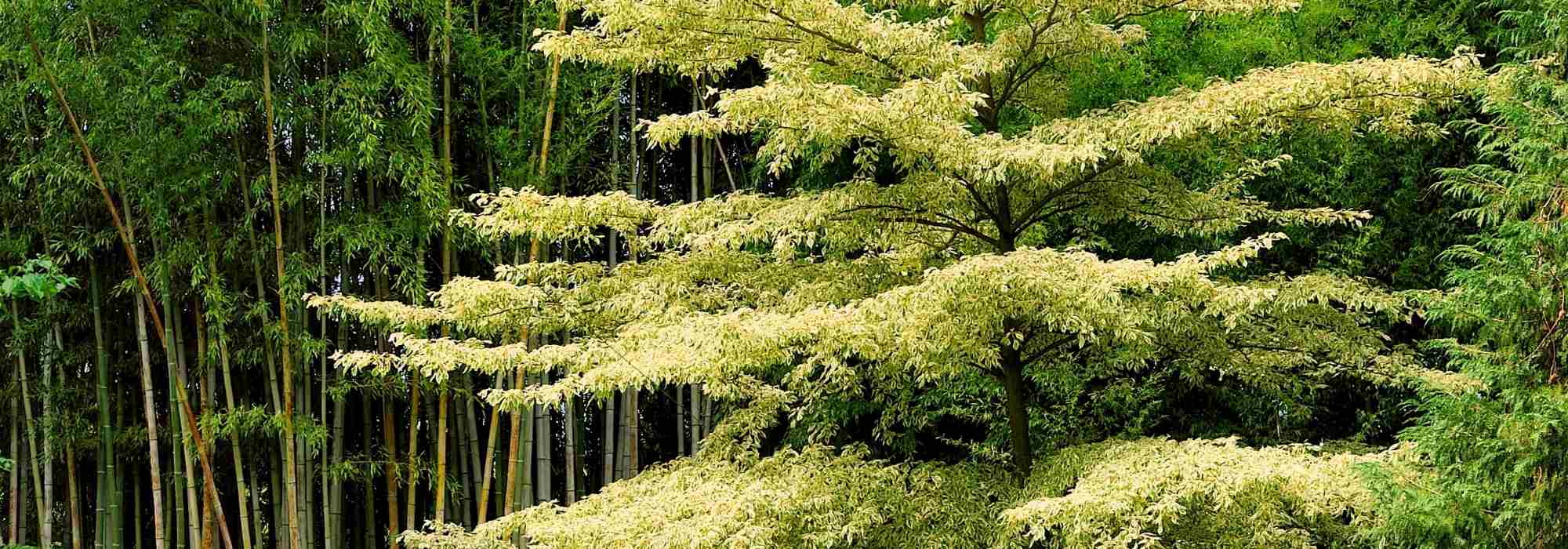 Cornus controversa - Corniolo delle Pagode e Cornus alternifolia: piantare e curare