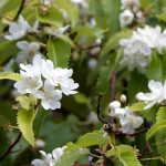 **Hoheria : piantare, coltivare e curare**  

L'Hoheria è un arbusto o piccolo albero originario della Nuova Zelanda, apprezzato per la sua fioritura abbondante e il fogliame decorativo. Ecco una guida completa per piantare, coltivare e prenderti cura di questa pianta nel tuo giardino.  

### **Piantare l'Hoheria**  
1. **Scelta del luogo**: Preferisce una posizione soleggiata o parzialmente ombreggiata, al riparo dai venti freddi.  
2. **Terreno**: Opta per un terreno ben drenato, fertile e leggermente acido.  
3. **Piantagione**: Scava una buca larga il doppio della zolla, aggiungi del compost e posiziona la pianta. Riempila e annaffia abbondantemente.  

### **Coltivazione**  
- **Annaffiatura**: Mantieni il terreno umido, soprattutto nei periodi di siccità.  
- **Concimazione**: Applica un fertilizzante bilanciato in primavera per favorire la crescita e la fioritura.  
- **Potatura**: Potare dopo la fioritura per mantenere la forma e rimuovere i rami morti o danneggiati.  

### **Cura**  
- **Protezione invernale**: Nelle regioni più fredde, proteggi la base della pianta con una pacciamatura.  
- **Parassiti e malattie**: Controlla afidi e cocciniglie, e tratta con prodotti naturali se necessario.  

L'Hoheria è una pianta resistente e di facile manutenzione, perfetta per aggiungere un tocco esotico al tuo giardino!