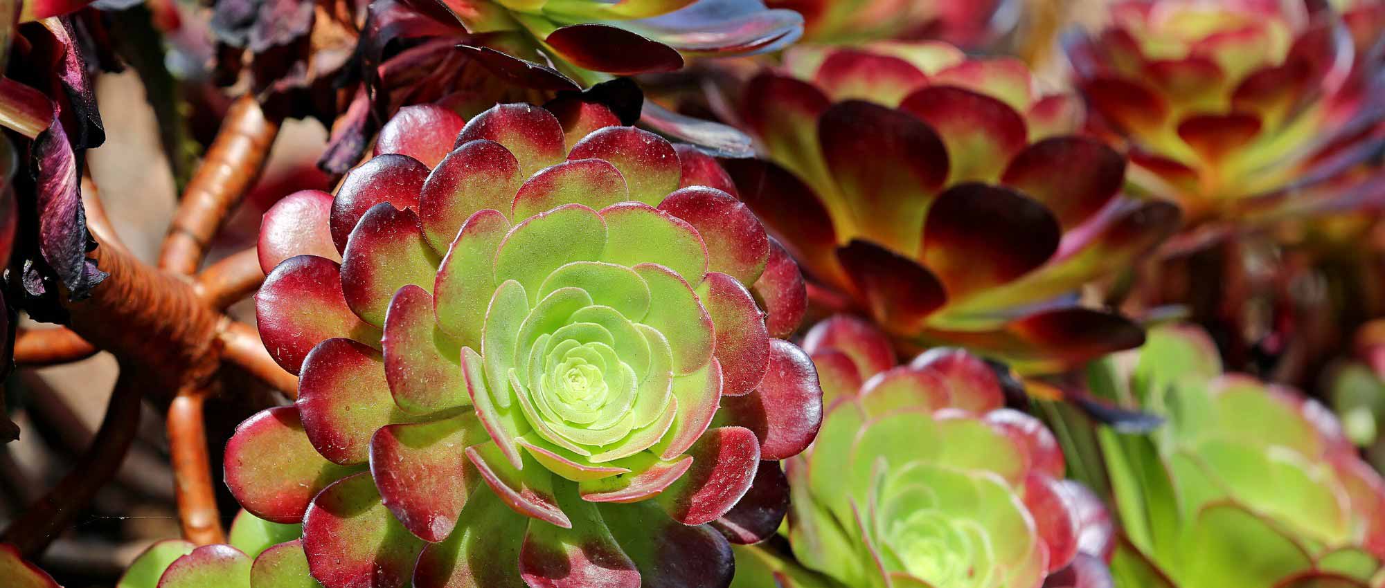 Aeonium: piantagione, coltivazione e cura