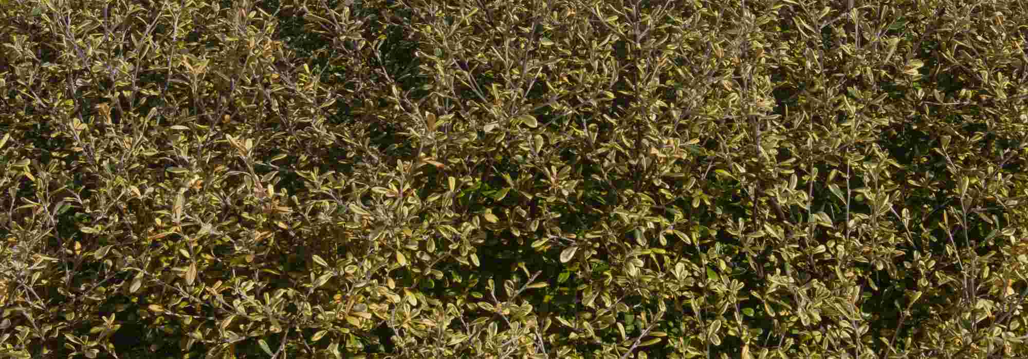 Corokia: piantagione e cura