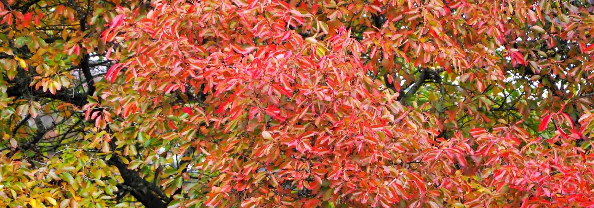 Nyssa, Gommier noir o Tupélo: piantagione, cura