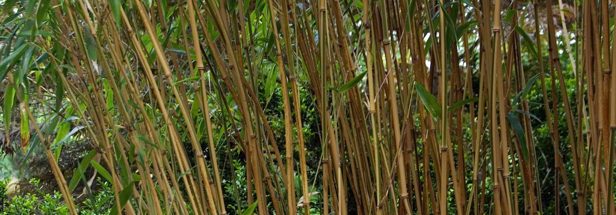 Semiarundinaria - Bambù nobile: piantare e coltivare