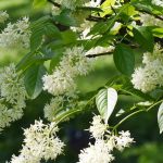 Staphylea - Falso pistacchio: piantagione e coltivazione