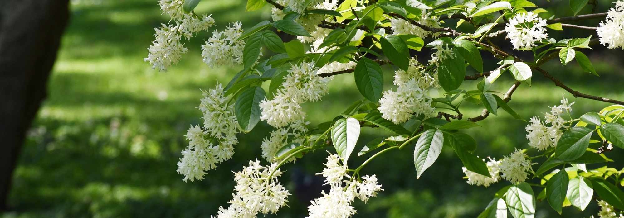 Staphylea - Falso pistacchio: piantagione e coltivazione
