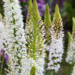 Eremurus - Candela del deserto: piantare e coltivare