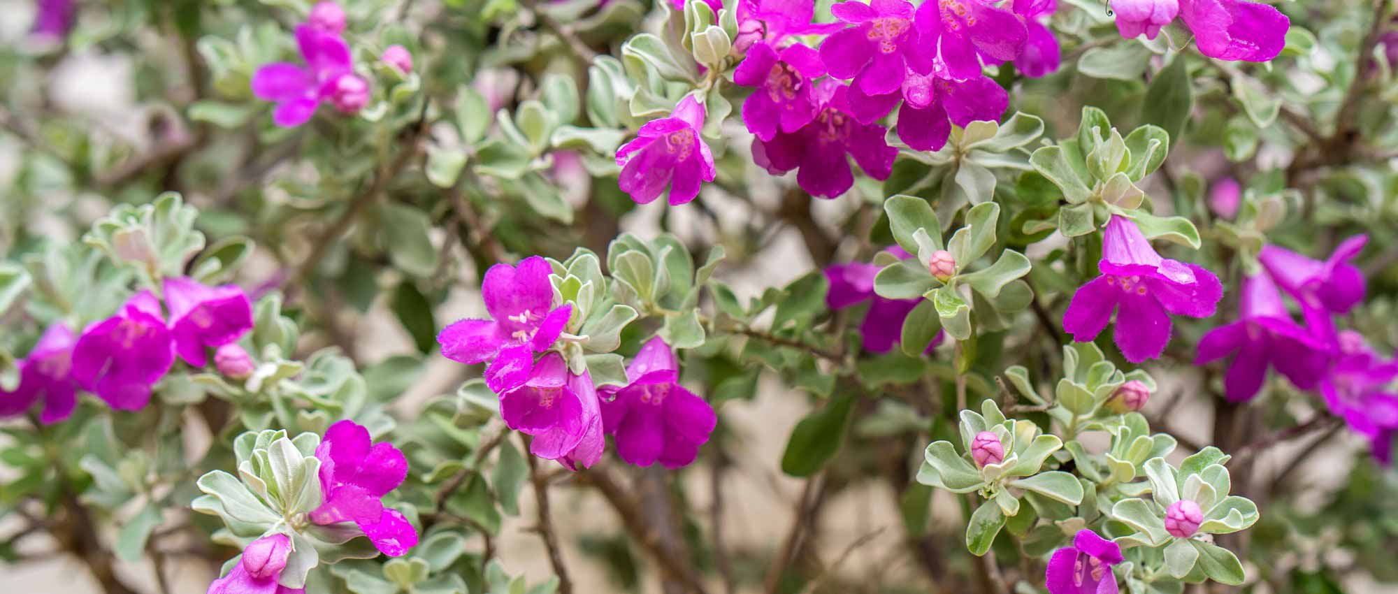 Leucophyllum : piantare, coltivare e curare