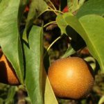 ### Traduction en italien :

**Nashi o Pero giapponese: piantare, raccogliere**