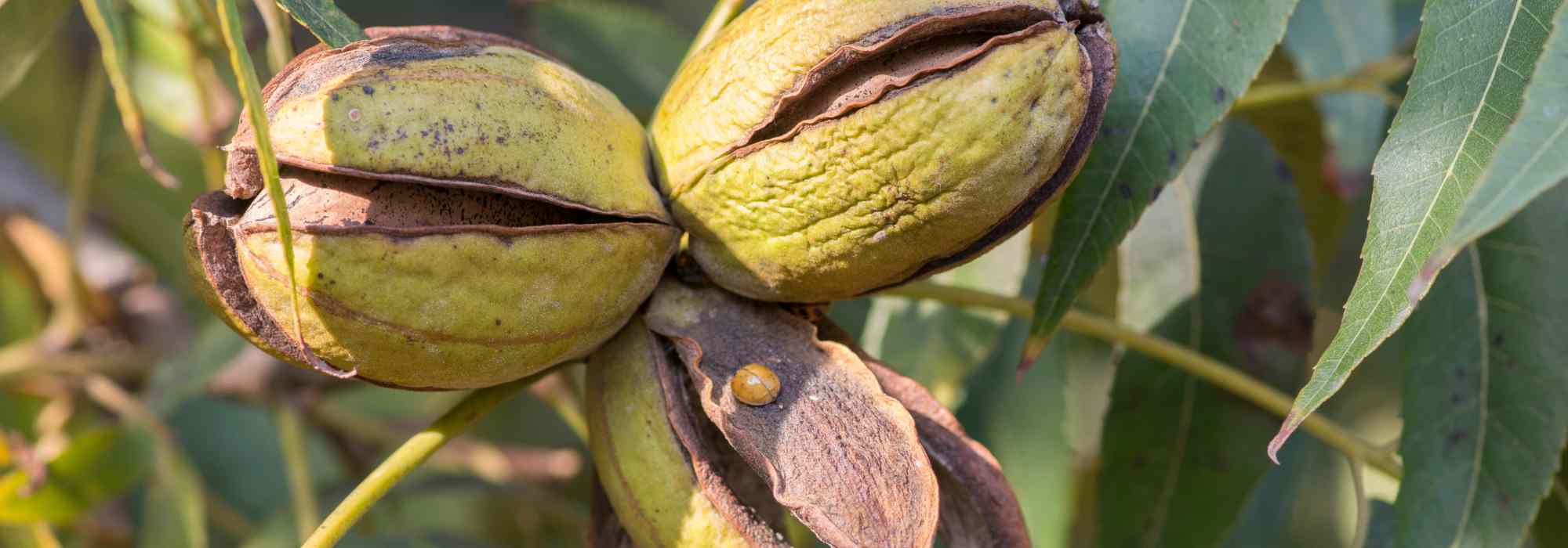 Pecan, noce pecan: piantare, coltivare