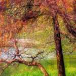 **Taxodium : piantagione, coltivazione e cura**

Il *Taxodium*, comunemente noto come cipresso calvo, è una pianta affascinante e maestosa, apprezzata per la sua resistenza e il suo fogliame decorativo. Originario delle zone umide del Nord America, questo albero si adatta bene a vari ambienti, rendendolo una scelta popolare per giardini e parchi. Ecco una guida completa su come piantare, coltivare e prendersi cura del *Taxodium*.

---

### **Piantagione del Taxodium**

1. **Scelta del luogo**:
   - Il *Taxodium* preferisce posizioni soleggiate o parzialmente ombreggiate.
   - Sebbene tolleri terreni asciutti, prospera in aree umide o vicino a corsi d'acqua.

2. **Preparazione del terreno**:
   - Il terreno ideale è fertile, ben drenato e leggermente acido.
   - In caso di terreni pesanti, aggiungi sabbia o materia organica per migliorare il drenaggio.

3. **Piantagione**:
   - Scava una buca larga il doppio della zolla e profonda quanto la sua altezza.
   - Posiziona l'albero nella buca, assicurandoti che il colletto sia a livello del suolo.
   - Riempi con terra e compatta leggermente.
   - Innaffia abbondantemente dopo la piantagione.

---

### **Coltivazione del Taxodium**

1. **Irrigazione**:
   - Mantieni il terreno umido, specialmente nei primi anni di crescita.
   - Gli esemplari maturi tollerano brevi periodi di siccità, ma preferiscono condizioni umide.

2. **Concimazione**:
   - Applica un fertilizzante bilanciato in primavera per favorire una crescita sana.
   - Evita concimi ad alto contenuto di azoto, che possono danneggiare le radici.

3. **Potatura**:
   - Il *Taxodium* richiede poca potatura. Rimuovi solo i rami morti o danneggiati.
   - La potatura può essere effettuata in inverno o all'inizio della primavera.

---

### **Cura del Taxodium**

1. **Protezione invernale**:
   - Sebbene resistente al freddo, i giovani esemplari possono beneficiare di una pacciamatura alla base per proteggere le radici.

2. **Controllo dei parassiti**:
   - Il *Taxodium* è generalmente resistente ai parassiti, ma può essere attaccato da afidi o acari. Tratta con insetticidi naturali se necessario.

3. **Malattie**:
   - Raramente soggetto a malattie, ma può sviluppare marciumi radicali in terreni troppo compatti. Assicura un buon drenaggio per prevenire problemi.

---

### **Curiosità sul Taxodium**

- Le foglie del *Taxodium* diventano di un bellissimo colore arancione-rossastro in autunno prima di cadere.
- In ambienti umidi, sviluppa radici aeree chiamate "pneumatofori", che emergono dal terreno per favorire la respirazione.

Con le giuste cure, il *Taxodium* diventerà un punto focale nel tuo giardino, offrendo ombra, bellezza e un tocco di esotismo. Buona coltivazione!
