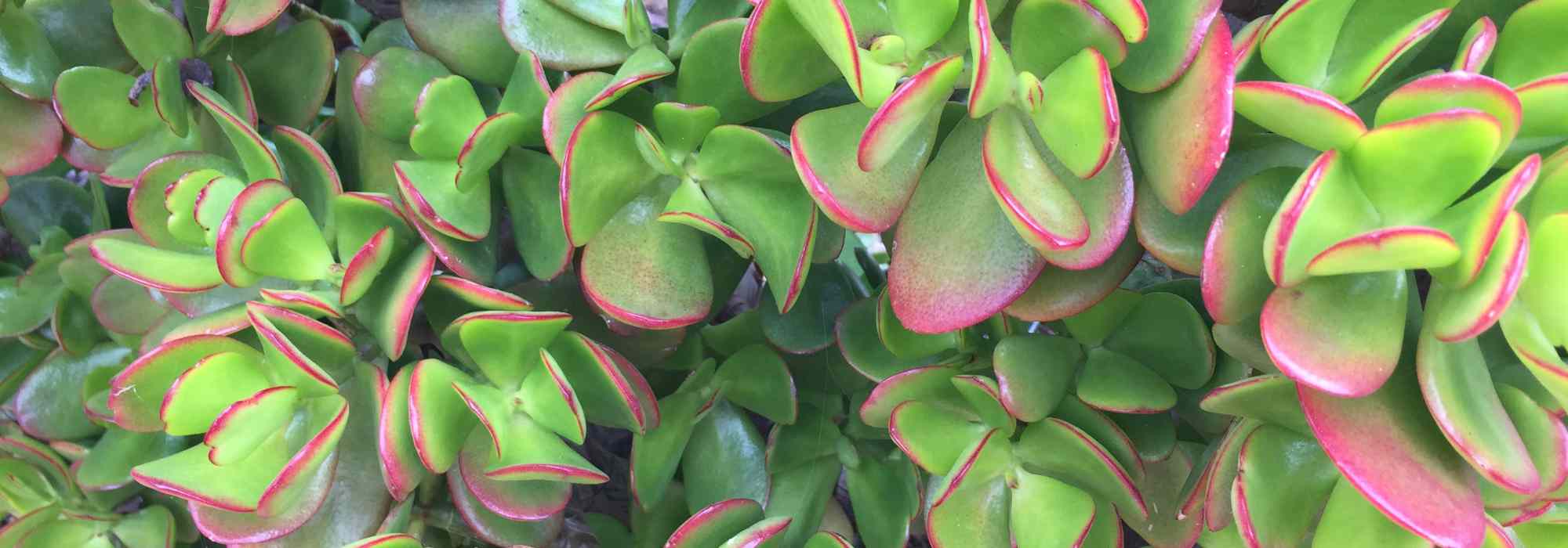 Crassula - Albero di Giada: piantare e curare