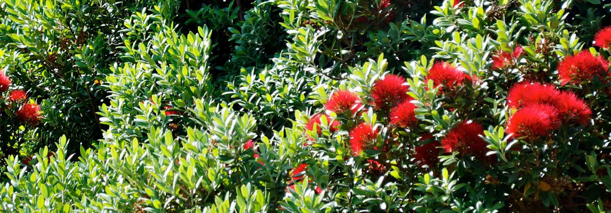 **Metrosideros: piantare e coltivare**