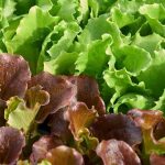 La lattuga: semina, cura e raccolta