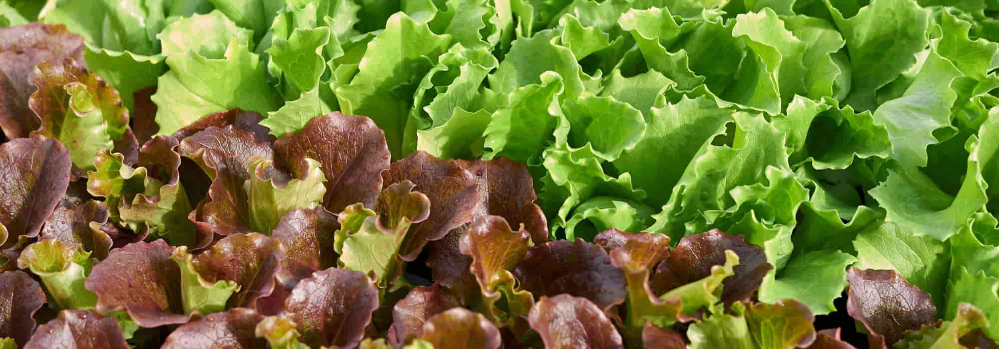 La lattuga: semina, cura e raccolta