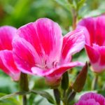 Come seminare il clarkia?