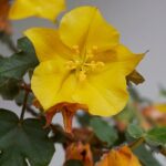 **Fremontodendron : piantagione, potatura e cura**

Il *Fremontodendron* è una pianta affascinante, apprezzata per la sua fioritura abbondante e il fogliame decorativo. Originario del Nord America, questo arbusto o piccolo albero è perfetto per giardini mediterranei grazie alla sua resistenza alla siccità. Scopri come piantarlo, potarlo e prendertene cura per godere al meglio della sua bellezza.

### **Piantagione del Fremontodendron**

1. **Scelta del luogo**:
   - Predilige posizioni soleggiate e riparate dai venti freddi.
   - Il terreno deve essere ben drenato, preferibilmente sabbioso o ghiaioso.

2. **Periodo di piantagione**:
   - L'ideale è piantarlo in primavera o in autunno, evitando i periodi di gelo.

3. **Come piantare**:
   - Scava una buca larga e profonda il doppio della zolla.
   - Aggiungi della sabbia o ghiaia per migliorare il drenaggio.
   - Posiziona la pianta e riempi con terra mista a compost.
   - Annaffia abbondantemente dopo la piantagione.

### **Potatura del Fremontodendron**

1. **Quando potare**:
   - La potatura si effettua dopo la fioritura, generalmente in tarda primavera o inizio estate.

2. **Come potare**:
   - Elimina i rami morti o danneggiati.
   - Riduci la lunghezza dei rami troppo lunghi per mantenere una forma armoniosa.
   - Evita potature troppo drastiche, poiché la pianta fiorisce sul legno dell'anno precedente.

### **Cura del Fremontodendron**

1. **Annaffiatura**:
   - Resistente alla siccità, richiede annaffiature moderate solo nei primi anni o durante periodi di siccità prolungata.

2. **Concimazione**:
   - In primavera, applica un concime organico o a lento rilascio per favorire la crescita e la fioritura.

3. **Protezione invernale**:
   - Nelle regioni con inverni rigidi, proteggi la base della pianta con una pacciamatura.

4. **Malattie e parassiti**:
   - Generalmente resistente, ma può essere soggetto a marciumi radicali in terreni troppo umidi.

Con queste semplici cure, il tuo *Fremontodendron* regalerà al tuo giardino fioriture spettacolari e un tocco esotico!