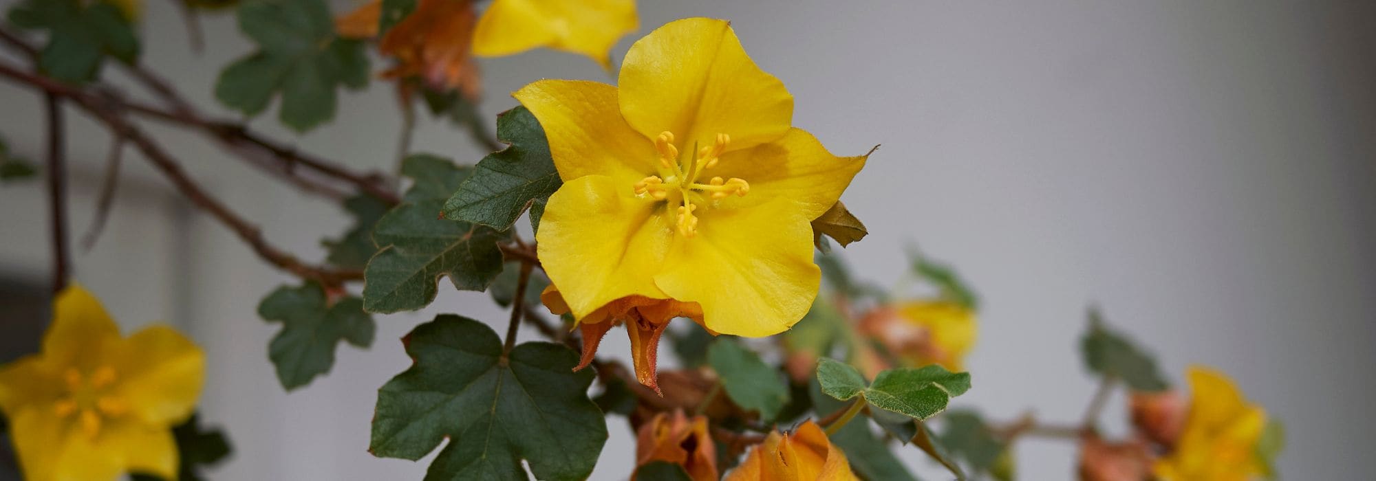 **Fremontodendron : piantagione, potatura e cura**

Il *Fremontodendron* è una pianta affascinante, apprezzata per la sua fioritura abbondante e il fogliame decorativo. Originario del Nord America, questo arbusto o piccolo albero è perfetto per giardini mediterranei grazie alla sua resistenza alla siccità. Scopri come piantarlo, potarlo e prendertene cura per godere al meglio della sua bellezza.

### **Piantagione del Fremontodendron**

1. **Scelta del luogo**:
   - Predilige posizioni soleggiate e riparate dai venti freddi.
   - Il terreno deve essere ben drenato, preferibilmente sabbioso o ghiaioso.

2. **Periodo di piantagione**:
   - L'ideale è piantarlo in primavera o in autunno, evitando i periodi di gelo.

3. **Come piantare**:
   - Scava una buca larga e profonda il doppio della zolla.
   - Aggiungi della sabbia o ghiaia per migliorare il drenaggio.
   - Posiziona la pianta e riempi con terra mista a compost.
   - Annaffia abbondantemente dopo la piantagione.

### **Potatura del Fremontodendron**

1. **Quando potare**:
   - La potatura si effettua dopo la fioritura, generalmente in tarda primavera o inizio estate.

2. **Come potare**:
   - Elimina i rami morti o danneggiati.
   - Riduci la lunghezza dei rami troppo lunghi per mantenere una forma armoniosa.
   - Evita potature troppo drastiche, poiché la pianta fiorisce sul legno dell'anno precedente.

### **Cura del Fremontodendron**

1. **Annaffiatura**:
   - Resistente alla siccità, richiede annaffiature moderate solo nei primi anni o durante periodi di siccità prolungata.

2. **Concimazione**:
   - In primavera, applica un concime organico o a lento rilascio per favorire la crescita e la fioritura.

3. **Protezione invernale**:
   - Nelle regioni con inverni rigidi, proteggi la base della pianta con una pacciamatura.

4. **Malattie e parassiti**:
   - Generalmente resistente, ma può essere soggetto a marciumi radicali in terreni troppo umidi.

Con queste semplici cure, il tuo *Fremontodendron* regalerà al tuo giardino fioriture spettacolari e un tocco esotico!