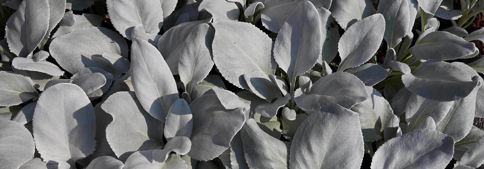 Senecio: piantagione, cura