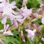 **Saponaria: piantare, coltivare e curare**  

La Saponaria è una pianta rustica e facile da coltivare, apprezzata per i suoi fiori delicati e il fogliame decorativo. Segui i nostri consigli per piantarla, coltivarla e mantenerla al meglio nel tuo giardino.  

### **Piantare la Saponaria**  
1. **Periodo ideale**: Piantala in primavera o in autunno.  
2. **Esposizione**: Predilige un luogo soleggiato o a mezz'ombra.  
3. **Terreno**: Opta per un terreno ben drenato, anche povero o sassoso.  
4. **Distanza tra le piante**: Mantieni una distanza di 30-40 cm tra le piante per favorire una buona circolazione dell'aria.  

### **Coltivare la Saponaria**  
- **Annaffiatura**: Moderata, resiste bene alla siccità una volta stabilita.  
- **Concimazione**: Non necessaria, ma un apporto di compost in primavera può favorire la fioritura.  
- **Potatura**: Taglia i fiori appassiti per stimolare una nuova fioritura e mantenere la pianta compatta.  

### **Cura della Saponaria**  
- **Malattie e parassiti**: Resistente, ma attenzione agli afidi in caso di umidità eccessiva.  
- **Moltiplicazione**: Per divisione dei cespi in primavera o autunno, oppure per semina.  

Con poche cure, la Saponaria regalerà un tocco di colore e naturalezza al tuo giardino!