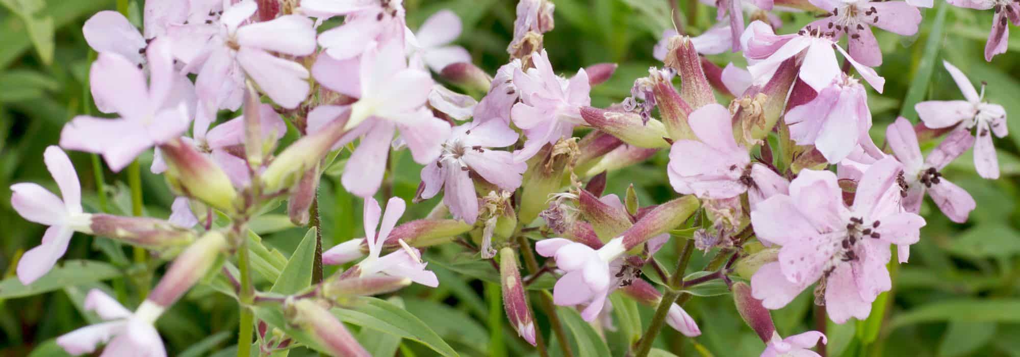 **Saponaria: piantare, coltivare e curare**  

La Saponaria è una pianta rustica e facile da coltivare, apprezzata per i suoi fiori delicati e il fogliame decorativo. Segui i nostri consigli per piantarla, coltivarla e mantenerla al meglio nel tuo giardino.  

### **Piantare la Saponaria**  
1. **Periodo ideale**: Piantala in primavera o in autunno.  
2. **Esposizione**: Predilige un luogo soleggiato o a mezz'ombra.  
3. **Terreno**: Opta per un terreno ben drenato, anche povero o sassoso.  
4. **Distanza tra le piante**: Mantieni una distanza di 30-40 cm tra le piante per favorire una buona circolazione dell'aria.  

### **Coltivare la Saponaria**  
- **Annaffiatura**: Moderata, resiste bene alla siccità una volta stabilita.  
- **Concimazione**: Non necessaria, ma un apporto di compost in primavera può favorire la fioritura.  
- **Potatura**: Taglia i fiori appassiti per stimolare una nuova fioritura e mantenere la pianta compatta.  

### **Cura della Saponaria**  
- **Malattie e parassiti**: Resistente, ma attenzione agli afidi in caso di umidità eccessiva.  
- **Moltiplicazione**: Per divisione dei cespi in primavera o autunno, oppure per semina.  

Con poche cure, la Saponaria regalerà un tocco di colore e naturalezza al tuo giardino!