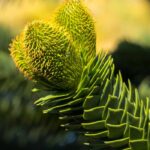 Araucaria - Disperazione delle scimmie: piantare e curare