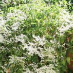 **Fallopia, Renouée du Japon : piantagione, coltivazione e cura**