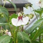 **Impatiens perenni: piantagione e cura**