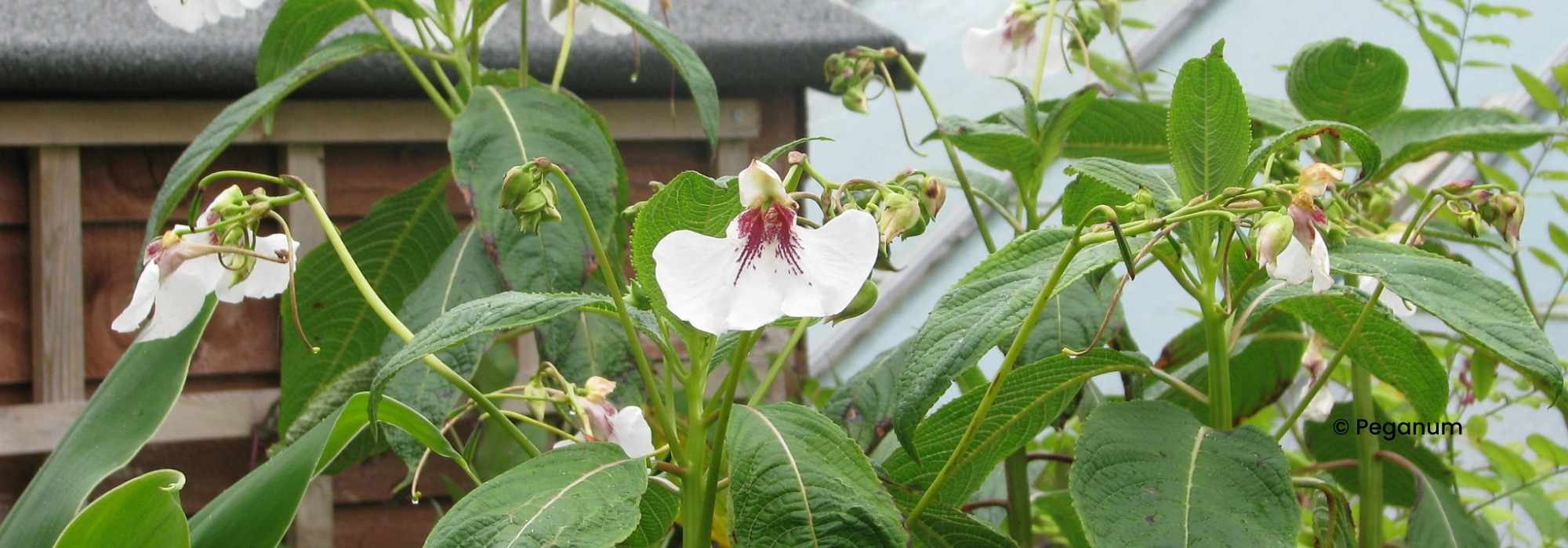**Impatiens perenni: piantagione e cura**
