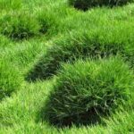 **Zoysia tenuifolia o prato delle Mascarene: piantagione, coltivazione e manutenzione**  

Lo *Zoysia tenuifolia*, conosciuto anche come "prato delle Mascarene", è una pianta erbacea perenne apprezzata per la sua resistenza e il suo aspetto morbido e compatto. Originaria delle regioni tropicali e subtropicali, questa graminacea è ideale per creare tappeti erbosi densi e poco esigenti.  

### **Piantagione**  
1. **Periodo ideale**: Piantare in primavera o all'inizio dell'estate, quando le temperature sono stabili e favorevoli alla crescita.  
2. **Terreno**: Predilige terreni ben drenati e leggeri. Evitare ristagni d'acqua.  
3. **Esposizione**: Ama il sole pieno, ma tollera anche la mezz'ombra.  
4. **Distanza di piantagione**: Lasciare circa 20-30 cm tra una pianta e l'altra per permettere una crescita uniforme.  

### **Coltivazione**  
- **Irrigazione**: Moderata, soprattutto durante i periodi di siccità. Una volta stabilizzato, il prato delle Mascarene richiede poca acqua.  
- **Concimazione**: Utilizzare un fertilizzante bilanciato in primavera e in autunno per favorire una crescita sana.  
- **Resistenza**: Tollera bene il caldo e la siccità, ma è meno resistente al freddo intenso.  

### **Manutenzione**  
- **Taglio**: Raramente necessario, poiché cresce lentamente e rimane basso. Se desideri un aspetto più ordinato, taglia a un'altezza di circa 5 cm.  
- **Diserbo**: Controlla regolarmente la presenza di erbacce, soprattutto nelle prime fasi di crescita.  
- **Propagazione**: Si diffonde naturalmente attraverso stoloni, ma può essere moltiplicato per divisione dei cespi.  

Con le giuste cure, lo *Zoysia tenuifolia* regalerà un prato folto e resistente, perfetto per giardini poco esigenti e dal fascino naturale.