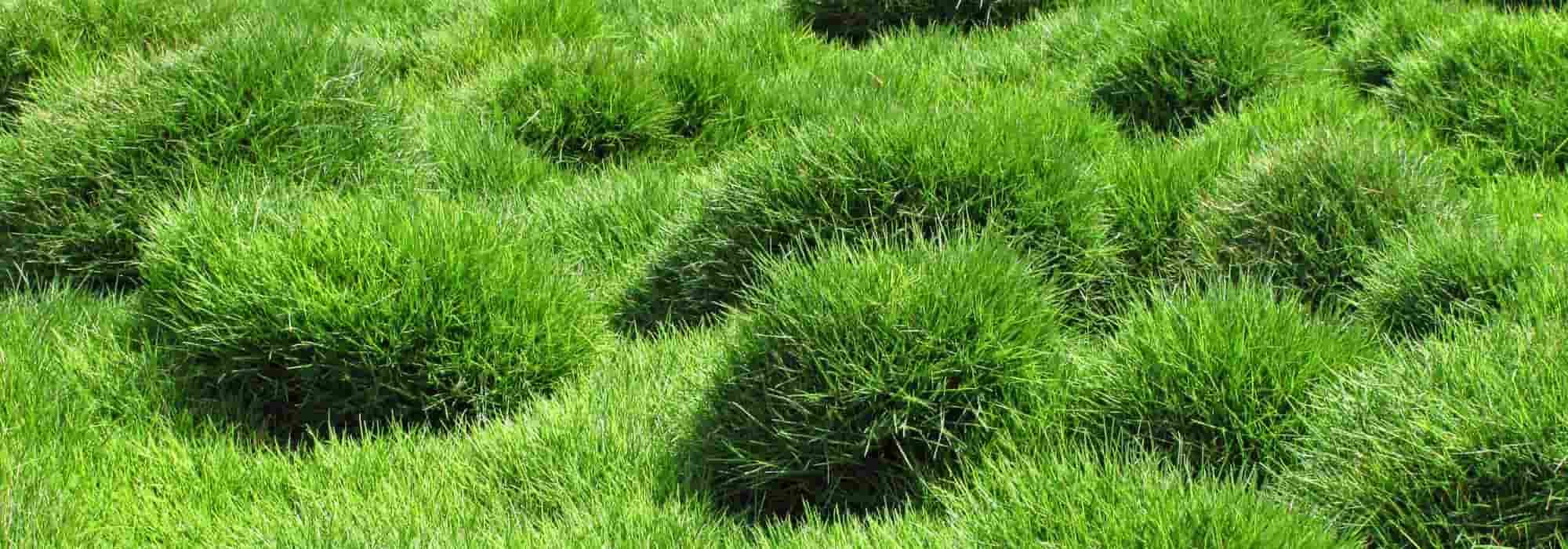 **Zoysia tenuifolia o prato delle Mascarene: piantagione, coltivazione e manutenzione**  

Lo *Zoysia tenuifolia*, conosciuto anche come "prato delle Mascarene", è una pianta erbacea perenne apprezzata per la sua resistenza e il suo aspetto morbido e compatto. Originaria delle regioni tropicali e subtropicali, questa graminacea è ideale per creare tappeti erbosi densi e poco esigenti.  

### **Piantagione**  
1. **Periodo ideale**: Piantare in primavera o all'inizio dell'estate, quando le temperature sono stabili e favorevoli alla crescita.  
2. **Terreno**: Predilige terreni ben drenati e leggeri. Evitare ristagni d'acqua.  
3. **Esposizione**: Ama il sole pieno, ma tollera anche la mezz'ombra.  
4. **Distanza di piantagione**: Lasciare circa 20-30 cm tra una pianta e l'altra per permettere una crescita uniforme.  

### **Coltivazione**  
- **Irrigazione**: Moderata, soprattutto durante i periodi di siccità. Una volta stabilizzato, il prato delle Mascarene richiede poca acqua.  
- **Concimazione**: Utilizzare un fertilizzante bilanciato in primavera e in autunno per favorire una crescita sana.  
- **Resistenza**: Tollera bene il caldo e la siccità, ma è meno resistente al freddo intenso.  

### **Manutenzione**  
- **Taglio**: Raramente necessario, poiché cresce lentamente e rimane basso. Se desideri un aspetto più ordinato, taglia a un'altezza di circa 5 cm.  
- **Diserbo**: Controlla regolarmente la presenza di erbacce, soprattutto nelle prime fasi di crescita.  
- **Propagazione**: Si diffonde naturalmente attraverso stoloni, ma può essere moltiplicato per divisione dei cespi.  

Con le giuste cure, lo *Zoysia tenuifolia* regalerà un prato folto e resistente, perfetto per giardini poco esigenti e dal fascino naturale.