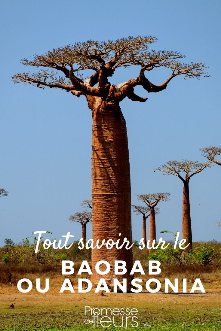 Baobab: piantare e coltivare