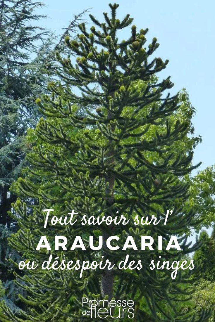 **Araucaria: piantare e curare**

L'Araucaria, conosciuto anche come "pino del Paraná" o "pino dell'isola di Norfolk", è un albero sempreverde dall'aspetto maestoso e distintivo. Originario delle regioni subtropicali, è apprezzato per il suo portamento elegante e i suoi aghi lucidi. Ecco alcuni consigli per piantare e prenderti cura del tuo Araucaria.

### Piantare l'Araucaria

1. **Scelta del luogo**:  
   L'Araucaria predilige un'esposizione soleggiata o parzialmente ombreggiata. Assicurati che il luogo scelto sia riparato dai venti forti, che potrebbero danneggiare i suoi rami.

2. **Terreno**:  
   Questo albero prospera in terreni ben drenati, leggermente acidi e ricchi di sostanza organica. Evita i terreni troppo compatti o argillosi, che potrebbero causare ristagni idrici.

3. **Piantagione**:  
   Scava una buca larga e profonda il doppio della zolla. Aggiungi del compost o del terriccio di qualità per migliorare la struttura del suolo. Posiziona l'albero nella buca, riempi con terra e compatta delicatamente. Innaffia abbondantemente dopo la piantagione.

### Cura dell'Araucaria

1. **Irrigazione**:  
   Mantieni il terreno umido, soprattutto durante i primi anni di crescita. Evita però i ristagni d'acqua, che potrebbero causare marciumi radicali.

2. **Concimazione**:  
   In primavera e in estate, applica un concime bilanciato per piante verdi per favorire una crescita sana e vigorosa.

3. **Potatura**:  
   L'Araucaria non richiede una potatura regolare. Rimuovi solo i rami secchi o danneggiati per mantenere l'aspetto ordinato dell'albero.

4. **Protezione in inverno**:  
   Se vivi in una zona con inverni rigidi, proteggi l'Araucaria dal gelo coprendo la base con una pacciamatura e avvolgendo i rami con un telo protettivo.

### Curiosità

L'Araucaria è una pianta longeva e può raggiungere altezze impressionanti nel suo habitat naturale. È perfetto come pianta ornamentale in giardini ampi o come esemplare isolato per creare un punto focale.

Con le giuste cure, il tuo Araucaria diventerà un elemento imponente e affascinante del tuo spazio verde! ????