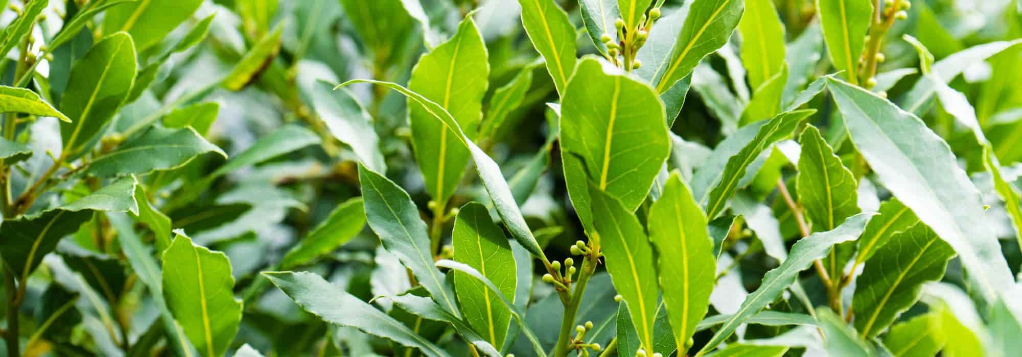 Il Lauro: piantagione, cura, potatura