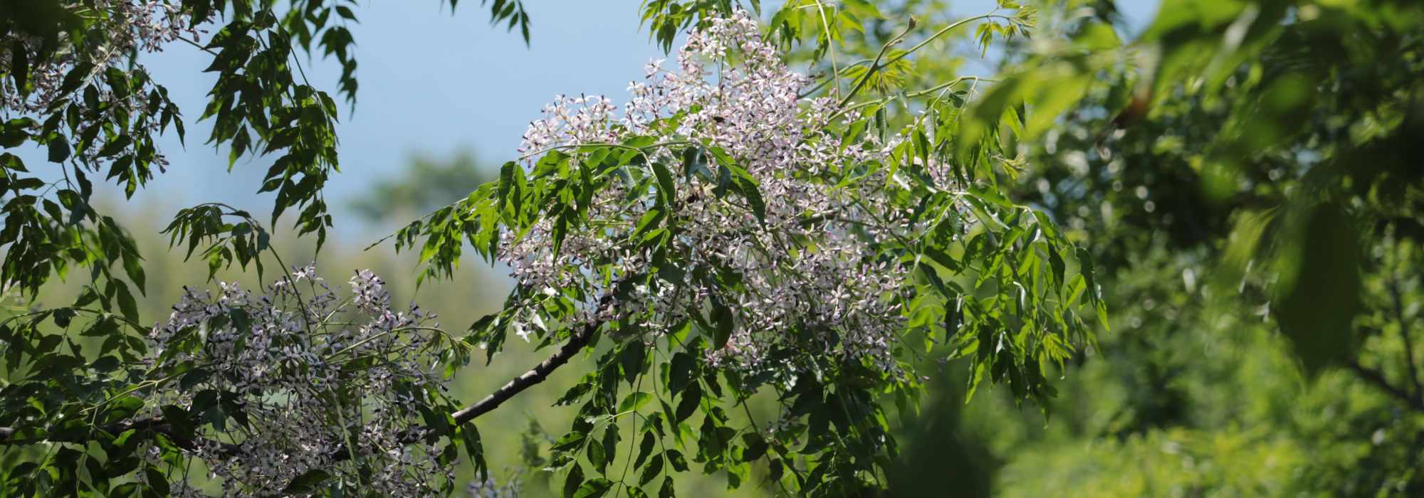 Melia - Olivello spinoso: piantare e coltivare