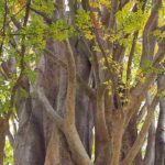 Zelkova - Olmo del Giappone: piantare e curare
